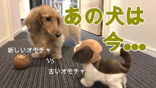 大好きだったビーグル犬に突きつけられた現実【空の日常動画】#054 ミニチュアダックスフンド