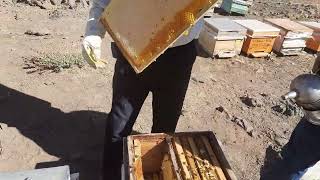 2 KATLI KARNİYOL BÖLMEMİZİ SAĞDIK - MÜKEMMEL BAL ÇIKTI - 2022 BAL HASADI (sağımı) _ beekeeping