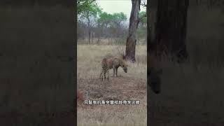 獵豹攻擊像是恐嚇，對鬣狗沒有任何作用 #野生動物 #動物解說