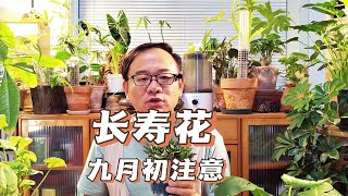 8月底9月初，长寿花要做4件事，第三件不要忽视，关系年底开花