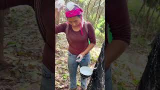 Extracting natural rubber from the rubber tree.