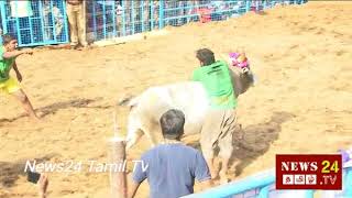 Madurai Jallikattu ( Palanganatham )