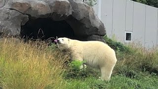 20220718:今日の円山動物園:ちょびっと