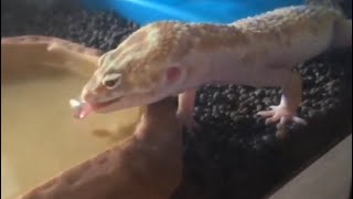 【ヒョウモントカゲモドキ】ひたすら水を飲むレオパ😊 Leopard gecko drink nothing but water