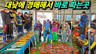 A seafood paradise that only people in the know go! Seongpo Port, Geoje Island, Korea