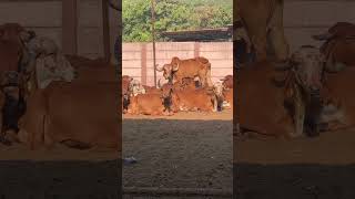 Gir cow #gircow(3)