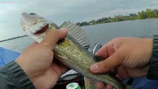 Canadian WALLEYE Fishing🎣| Episode 2