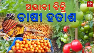 Tomato Price drop: ବିଲରେ ସଢୁଛି ମୂଲ ପାଉନି ଚାଷୀ, ଅଭାବୀ ବିକ୍ରି ପାଇଁ ଚିନ୍ତାରେ ଚଷା ପୁଅ