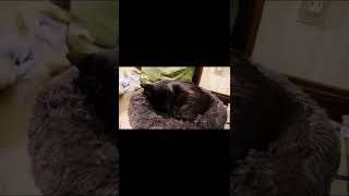 ごめん寝っぽい黒猫🐈‍⬛ A black cat is sleeping with his face buried in a cushion.