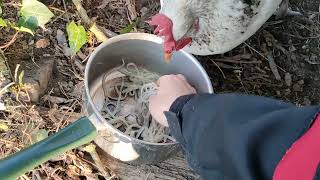 【鶏日記】うどんがうまく食べれないシロ#鶏日記 #にわとりこ #にわとり #hens #poules #poules #鶏 #ニワトリ