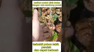 Berikut contoh bibit durian yang menggunakan teknik sambung pucuk #shortsvideo #buah #garden #durian