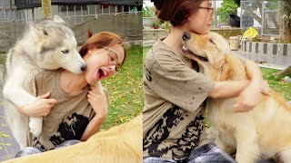 入院した飼い主と再会し、嬉しくて全力で甘えまくるハスキーとゴールデンレトリバーの姿にキュンとくる