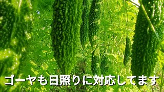 2024/8/15　土を見せない方が良い理由に気づいた日