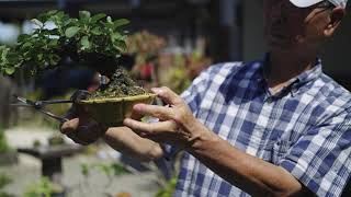 はニわ盆栽 PV 【Haniwa Bonsai PV】