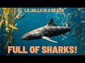 Spotting the leopard shark (English subtitles)