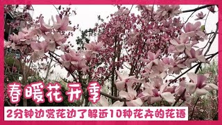 春暖花开季：2分钟边赏花边了解近10种花卉的花语