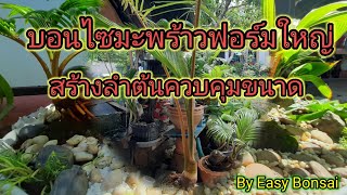 บอนไซมะพร้าวต้นใหญ่วิธีสร้างลำต้นควบคุมขนาดลำต้น