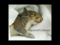 Squirrel's Dream