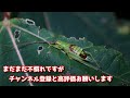 一生懸命もぐもぐタイム！知らなかったこの生き物は【アオマツムシ】