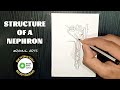 How to draw Nephron diagram