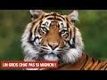 Le TIGRE, l'animal de tous les RECORDS