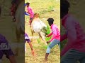 தலைவரு அலப்பற ⚡ manjuvirattu sivagangai jallikattu madurai jailer மஞ்சுவிரட்டு