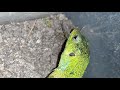 balkan green lizard eats an adult antlion