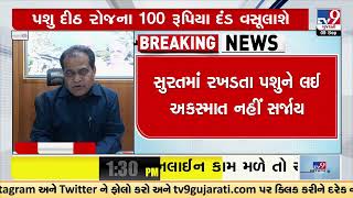 SMC to impose fine on stray cattle roaming without registration tag | Surat | TV9GujaratiNews