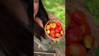 Tomato harvest