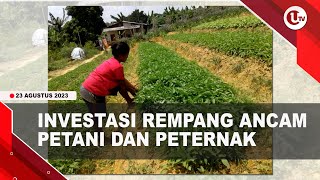 PEMBANGUNAN REMPANG ECO CITY ANCAM NASIB PETANI DAN PETERNAK  | U-NEWS