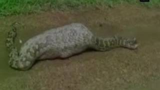 Rock python caught on camera swallowing Nilgai