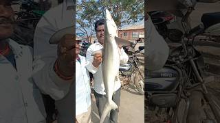 #సొర చేప #అంతర్వేది ఫిష్ మార్కెట్#sark fish