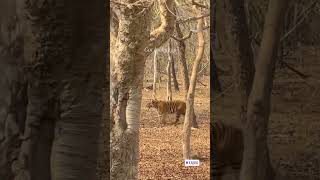 Tiger mass entry#kabini#wild#karnataka #photography