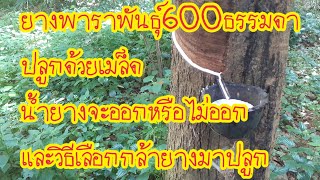 ต้นยางพาราพันธุ์RRIM600ปลูกด้วยเมล็ดมาดูกันว่าน้ำยางจะออกหรือไม่ออกและวิธีเลือกต้นกล้ายางนำไปปลูก