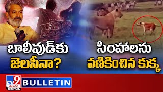 LIVE: RRR.. బాలీవుడ్‌కు జెలసీనా?  | సింహాలను వణికించిన కుక్క | TV9 Digital News Round Up