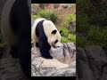 【マーキング中】リーリー パパ 〜上野動物園〜