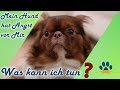 ❌ Dein Hund hat Angst❗3 Tipps um Vertrauen aufzubauen und Angst abzubauen.