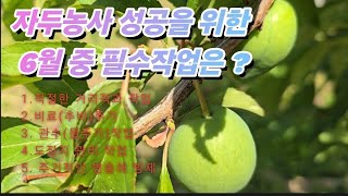 (자두농장 이야기 #123) 자두농사 성공을 위한 6월 중 필수작업은?