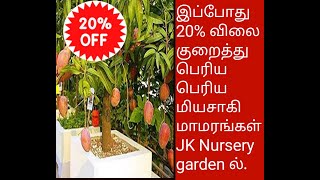 2024 Pongal வரை 20% விலை குறைத்து பெரிய பெரிய மியசாகி மாமரங்கள் JK Nursery garden Pooviyoor.