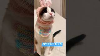 おやつ忘れた母ちゃんにドン引きにゃ #猫のいる暮らし #ねこ動画