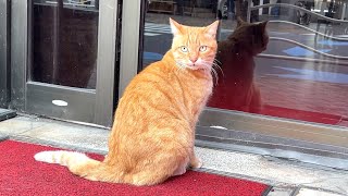 I went to a Chinese restaurant with a cat that welcomes customers.