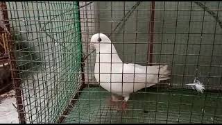 special pigeon