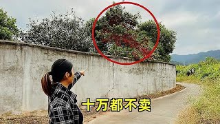 老乡家从山上挖的树苗，结出满树喜庆的果子，老板出价十万都不卖