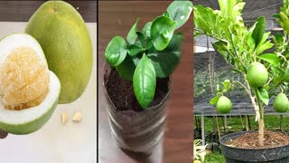 100% Successful How to Grow POMELO/CITRUS from Store-Bought Pomelo for Beginner