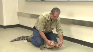 Handling an American Alligator with Dennis Ferraro