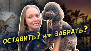 БАЛИ 2024 | Как перевезти домашнее животное? | Жизнь на острове с собакой