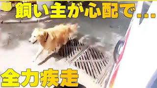 【飼い主が心配で...】飼い主が救急車に搬送され...全力疾走で追いかけ  トルコ