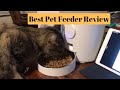 Automatic Pet Feeder Ideas for Your Pets. Louie and Yangi