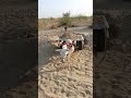 donkey in loading shorts video