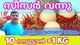 റമ്പൂട്ടാൻ സീസർ ഇനി കേരളത്തിൽ ഇവനാണു താരം/  Rambutan Ceaser Malayalam/Rambuttan Ceaser/Rambuttan